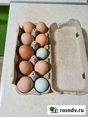 Домашние куриные яйца Асбест - изображение 1