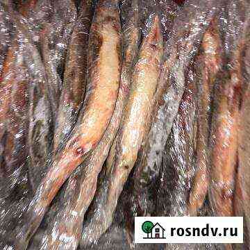 Рыба Стрежевой