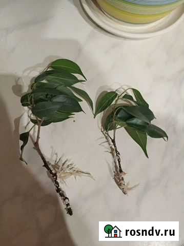 Фикус бенджамина Краснокамск - изображение 1