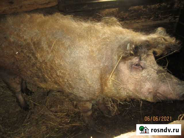 Кабан Венгерская мангалица Локоть - изображение 1