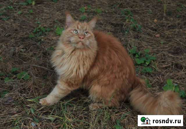 Кот мейн-кун Бесплатно Москва - изображение 1