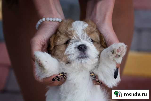 Медвежонок к новому году Екатеринбург - изображение 1