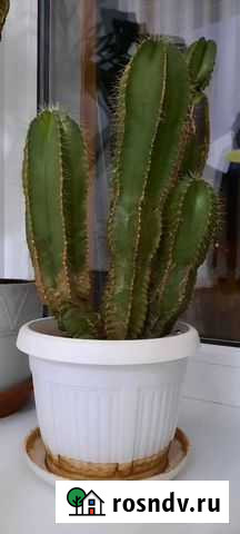Кактус Воронеж - изображение 1