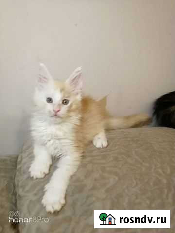 Котик Мейн-кун Санкт-Петербург - изображение 1