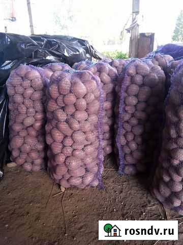 Картофель,галаи,беллароза.на еду, на семена Псков - изображение 1