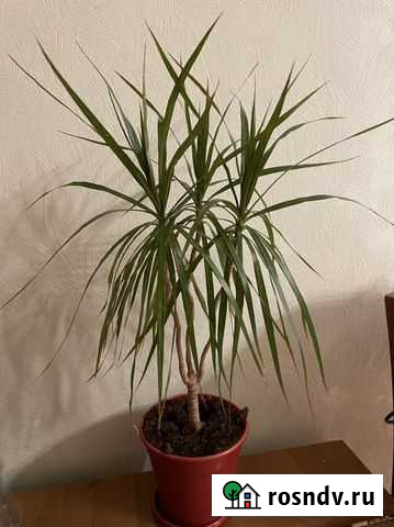 Драцена Москва - изображение 1