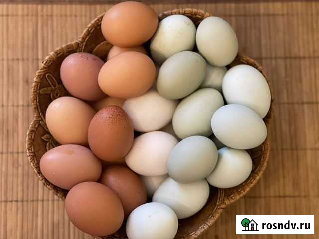 Домашние куриные яйца Домодедово - изображение 1