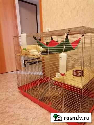 Передержка грызунов Петрозаводск - изображение 1