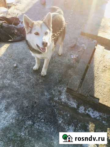 Хаски Димитровград - изображение 1