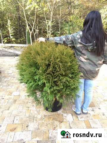 Туя блю карпет, эвкалипты, кипарис, гинкго-билоба Сочи - изображение 1