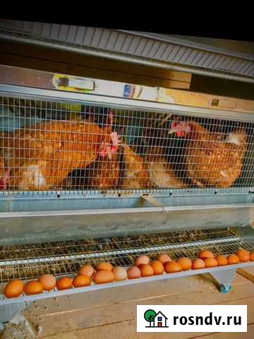 Домашние Куриные Диетические Яйца Домодедово - изображение 1