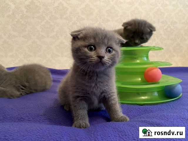 Шотландские вислоухие и прямоухие Калининград - изображение 1