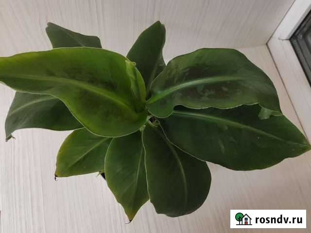 Банановый карлик Санкт-Петербург - изображение 1