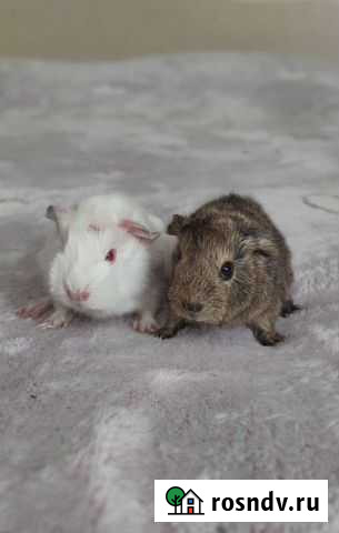 Морские свинки Камышин - изображение 1