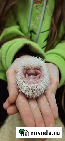 Карликовый ежик Каневская - изображение 1