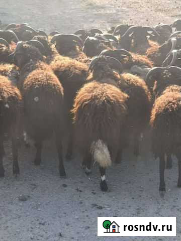 Овцы- бараны- ягнята Краснодар - изображение 1