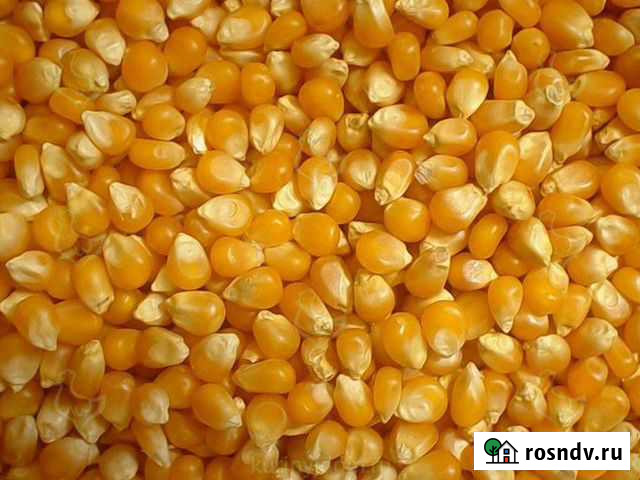 Кукуруза на корм Петровская - изображение 1