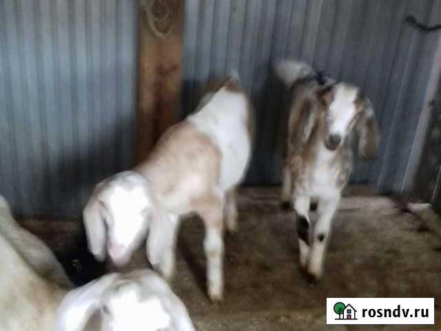 Зааненская коза с козлятоми Казань - изображение 1