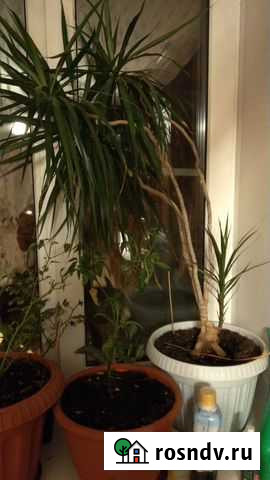 Пальма драцена Тверь - изображение 1