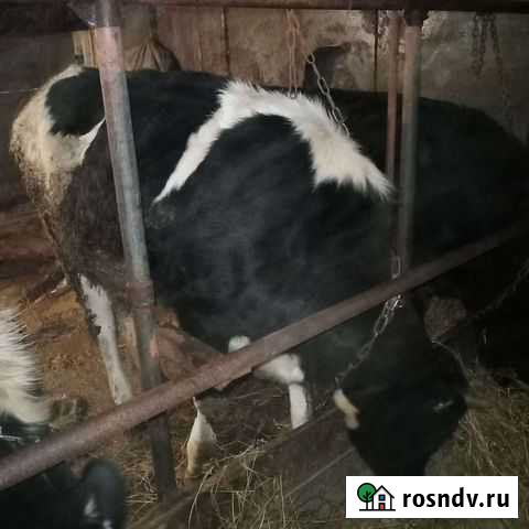 Телка Гаврилов Посад - изображение 1