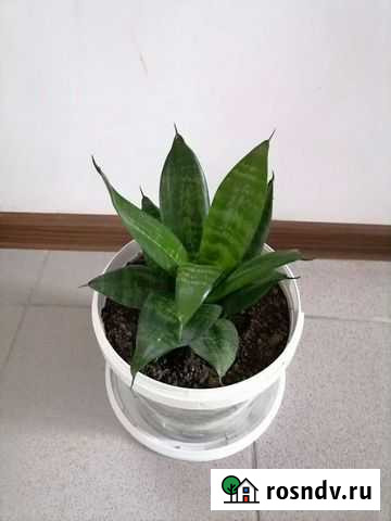 Комнатные цветы Лабинск - изображение 1