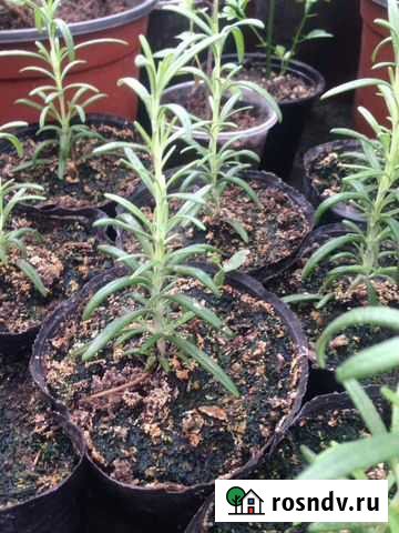 Розмарин, лаванда Волгодонск - изображение 1