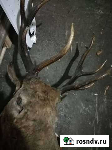 Чучело с рогами изюбр Саянск - изображение 1