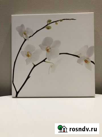 Постер Orchid philip plisson Севастополь - изображение 1