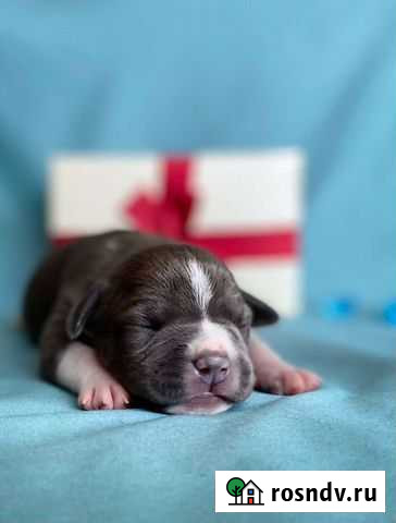 Стаффордширский терьер Брянск - изображение 1