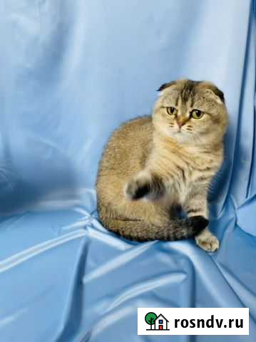 Шотландская вислоухая кошка Москва - изображение 1