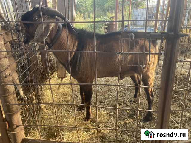 Англо-нубийский козел Новолеушковская - изображение 1