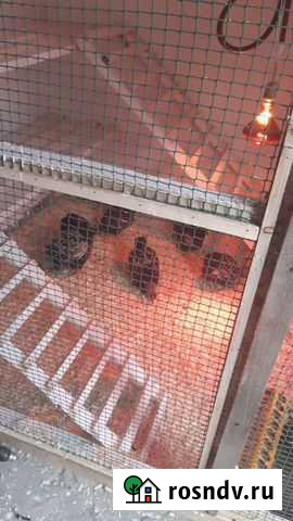 Куры несушки Саратов - изображение 1