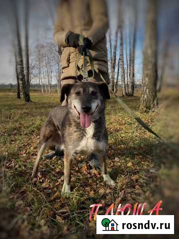 Очень милая маленькая собачка из приюта Москва - изображение 1