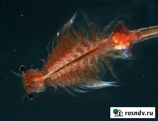 Корм замороженный артемия, мотыль (фасовка по 500г Набережные Челны - изображение 1