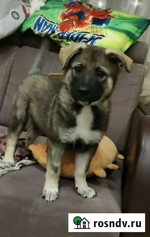 Щенок в добрые руки, в дом, 2,5 месяца Казань - изображение 1