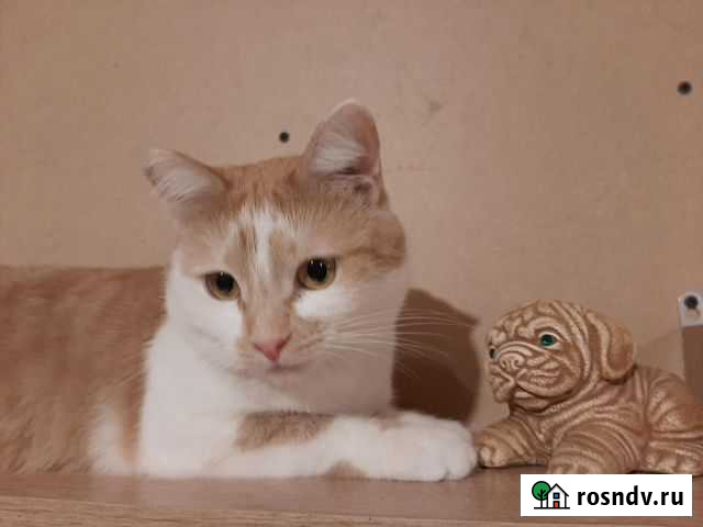 Сладкий Джем ищет хозяина, кастрирован Тамбов - изображение 1