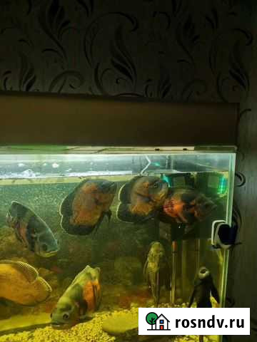 Аквариумные рыбки цихлиды Аткарск - изображение 1