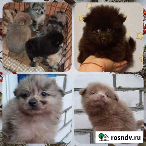 Щенки малого шпица-мальчики Москва - изображение 1