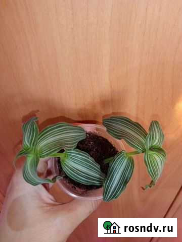 Сортовые традисканции Каменск-Шахтинский - изображение 1