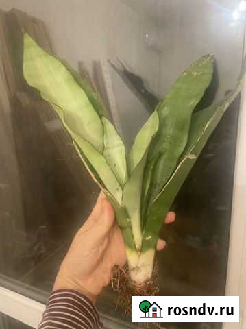 Сансевиерия муншайн и манолин Сочи - изображение 1