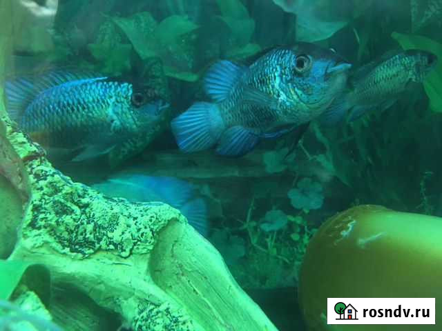 Цихлиды Усть-Илимск - изображение 1