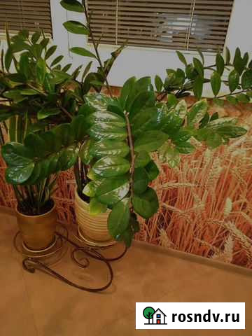 Замиокулькас Уфа - изображение 1