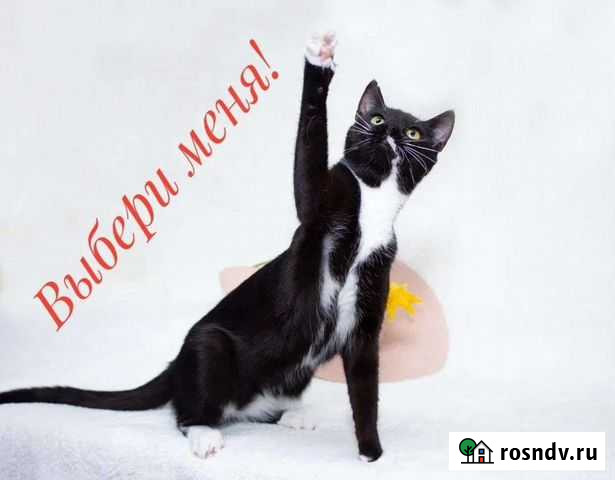 Супер кошка Санкт-Петербург - изображение 1