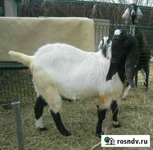 Козлики&козы Котельники - изображение 1