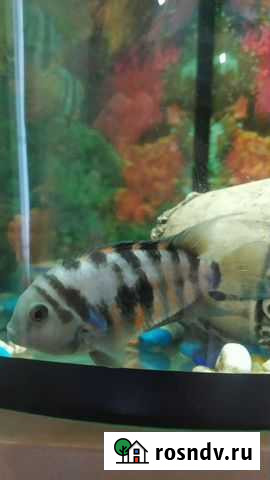 Цихлиды рыбы Черемхово - изображение 1