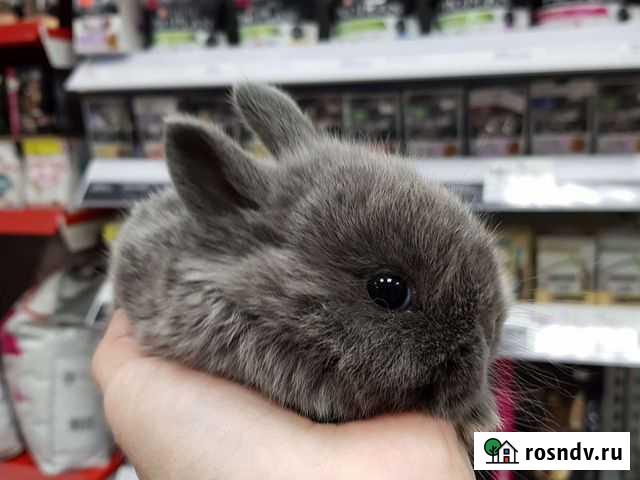 Кролик декоративный Набережные Челны - изображение 1