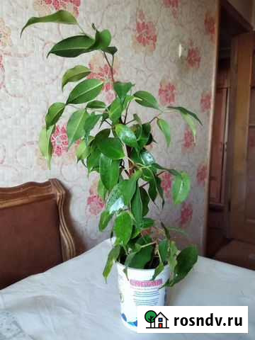 Фикус Рыбинск - изображение 1