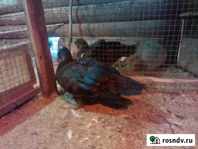 Селезень индоутки Жуковка - изображение 1