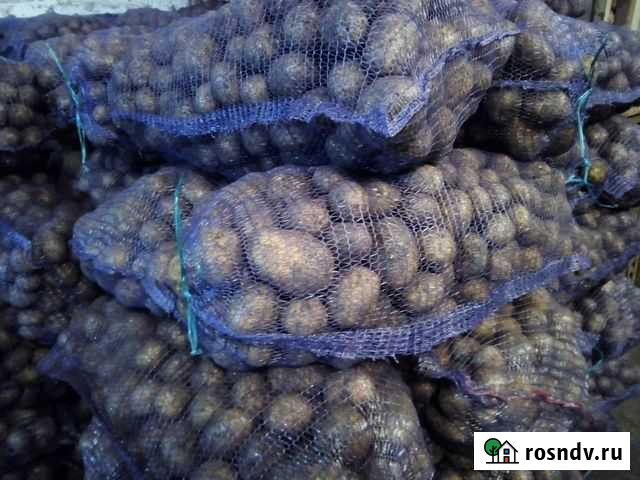 Картофель продовольственный, семенной. Любые объём Суксун - изображение 1