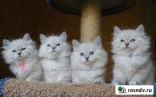 Невские маскарадные малыши Мытищи - изображение 1